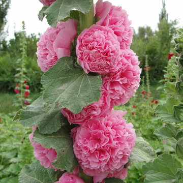 Hollyhock Seeds – Double
