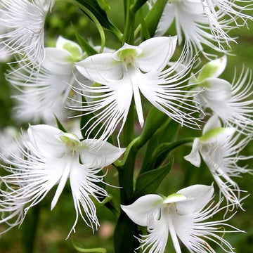 White Egret Orchid Seeds – Fringed Habenaria