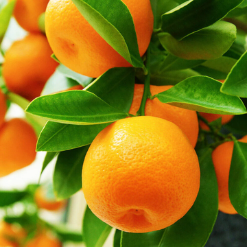 Orange Seeds - Dwarf