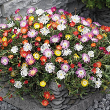 Ice Plant Seeds – Hardy Groundcover