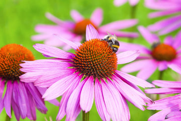 Cone Seeds – 'Baby Swan Pink'