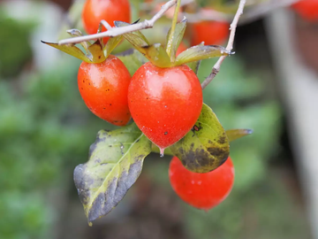 Persimmon Seeds - Diamond-Leaf