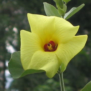 Hibiscus Hamabo Seeds – Hardy Shrub, Long Blooming