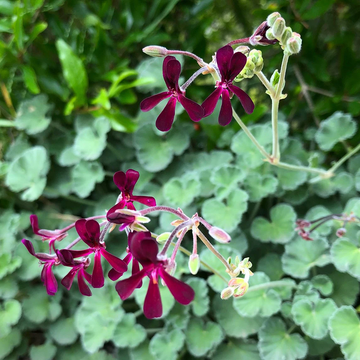 Pelargonium Seeds – Sidoides