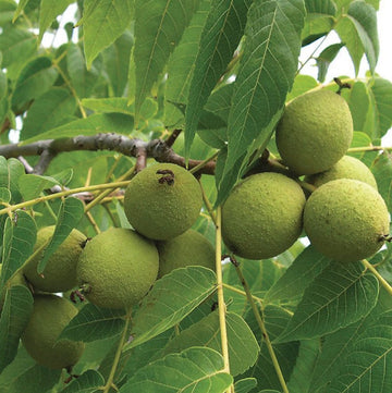 Black Walnut Seeds
