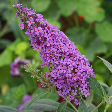 Butterfly Bush Seeds – Mixed Varieties