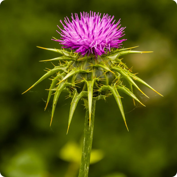 Milk Thistle Seeds – Medicinal Herb