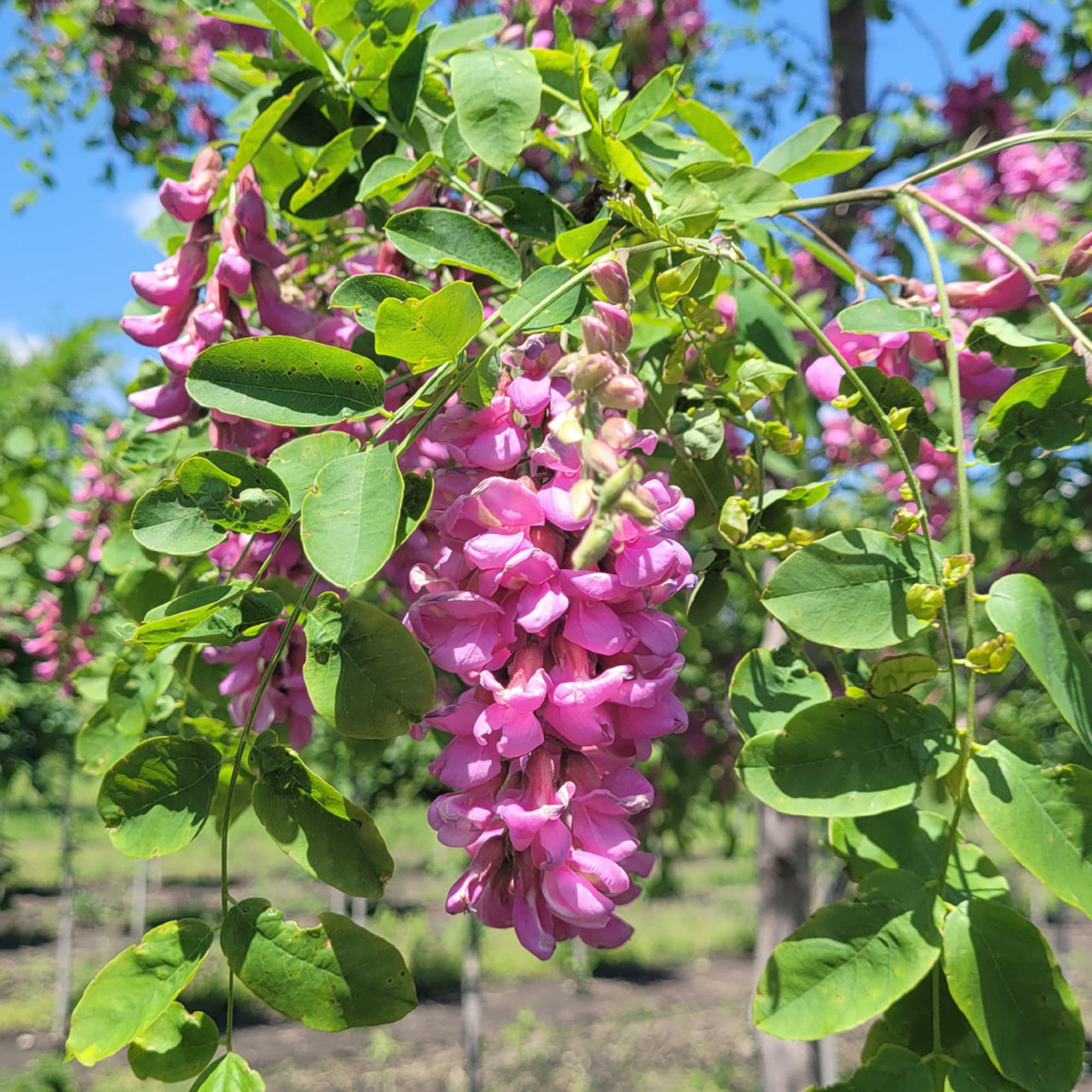 Black Locust Seeds – Purple Bloom