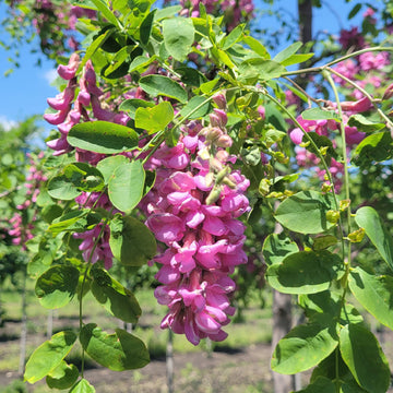 Black Locust Seeds – Purple Bloom