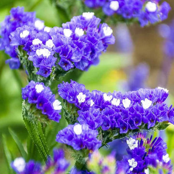 Statice Seeds – Limonium Sinuatum