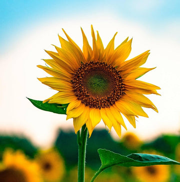Sunflower Seeds - Common