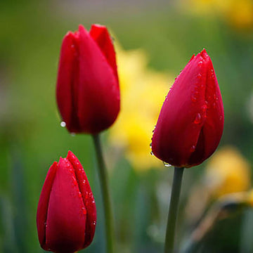 Tulip Seeds