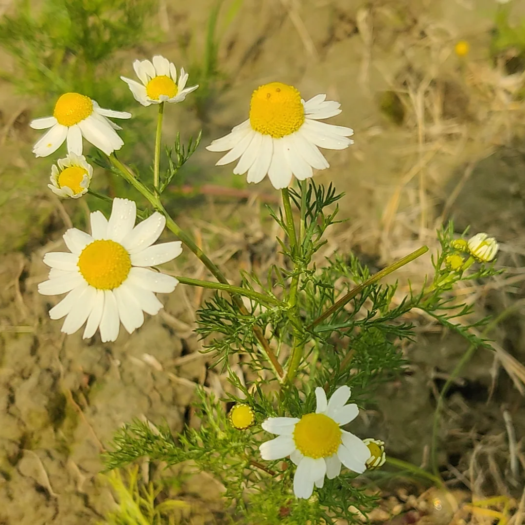 Chamomile Seeds – German Chamomile