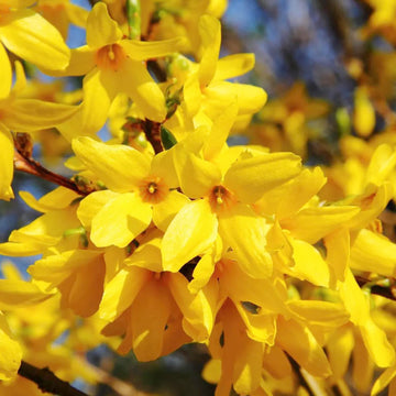 Forsythia Seeds – Yellow Bloom