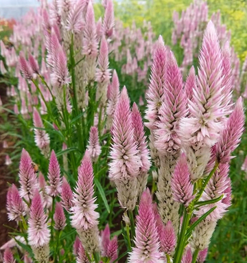 Celosia Seeds - Flamingo Feather