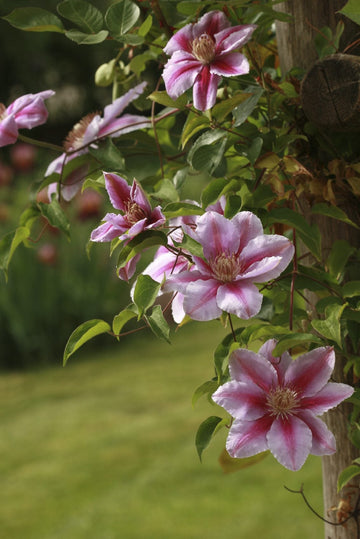 Clematis Seeds – Queen of Vines, Climbing