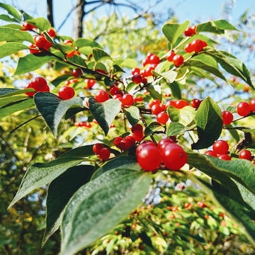 Lonicera Maackii Seeds – Hardy Shrub
