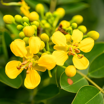 Cassia Seeds – Siamea