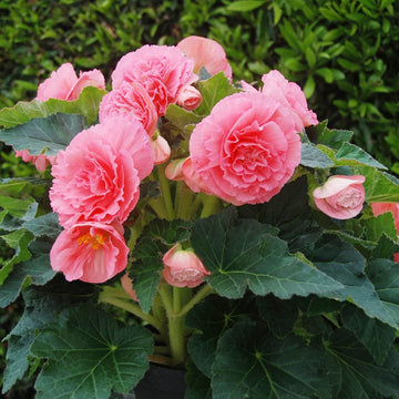 Begonia Seeds – Ruffled Pink