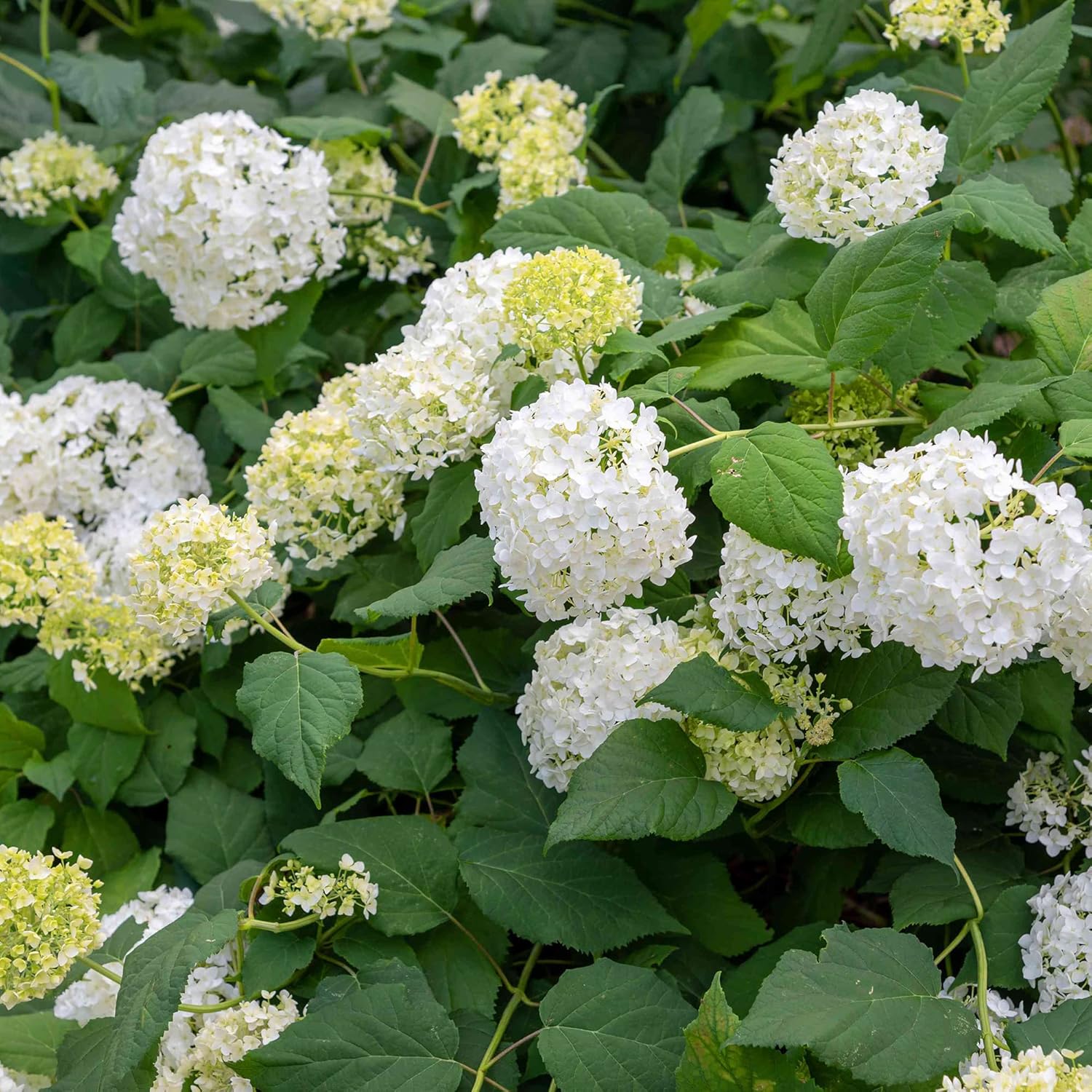 Smooth Hydrangea Seeds – Hardy Perennial Blooms