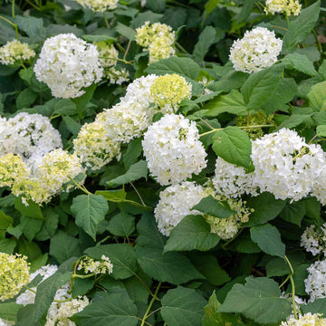 Smooth Hydrangea Seeds – Hardy Perennial Blooms