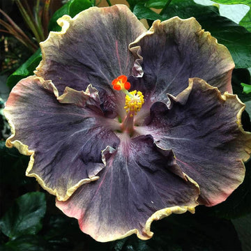 Hibiscus Seeds – Yellow & Black