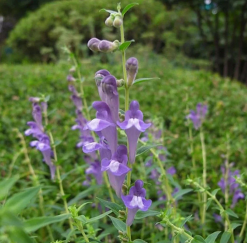Skullcap Seeds – Mad Dog