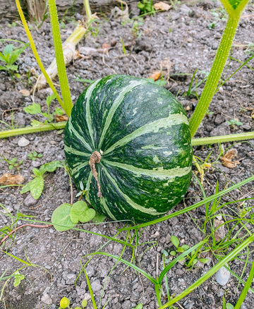 Pumpkin Seeds – Japanese Green