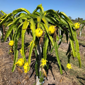 Dragon Seeds - Yellow