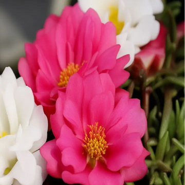 Moss Rose Seeds – Annual Groundcover