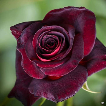 Rose Seeds – Black Baccara