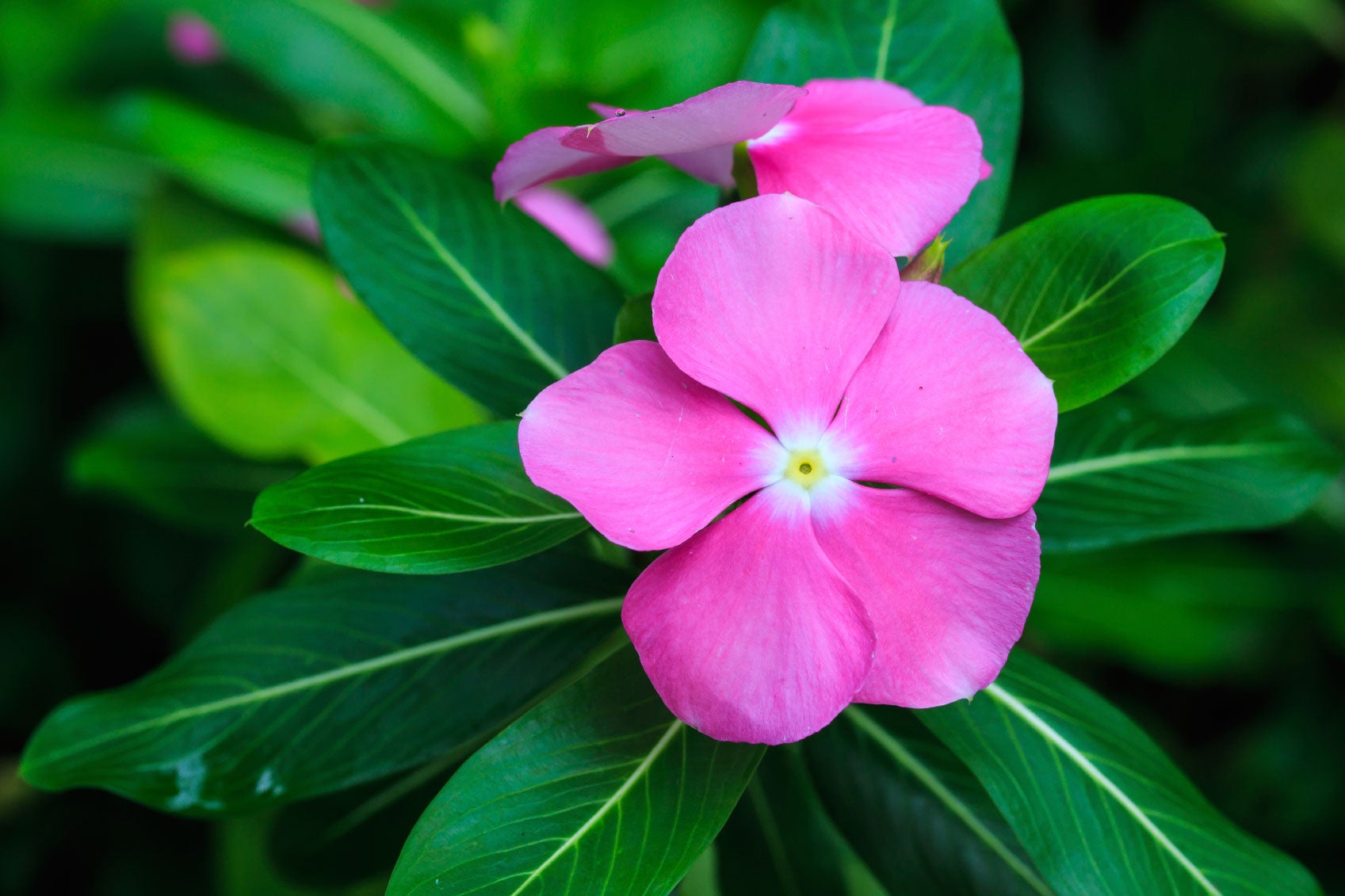 Periwinkle Seeds – Annual Blooms