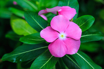 Periwinkle Seeds – Annual Blooms