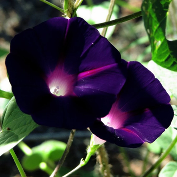 Morning Glory Seeds - Black