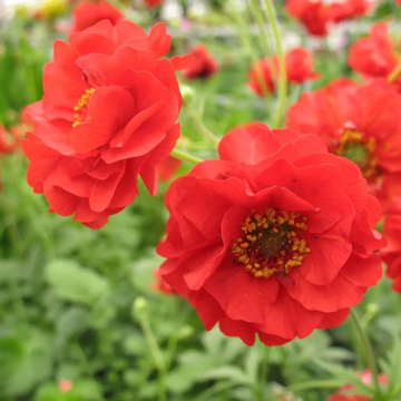 Geum Seeds – Perennial Blooms