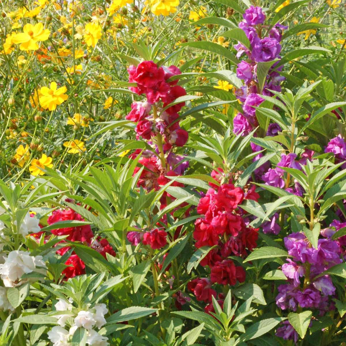 Impatiens Seeds – Balsam