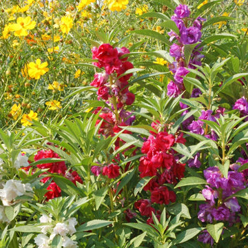 Impatiens Seeds – Balsam