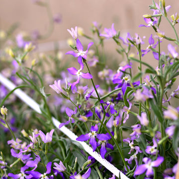 Stock Seeds – Night-Scented