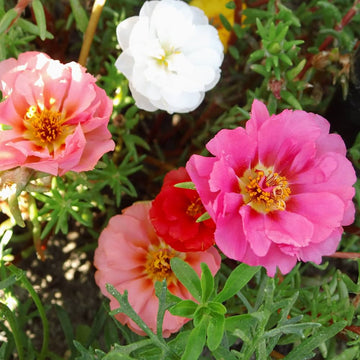 Portulaca Seeds – Grandiflora