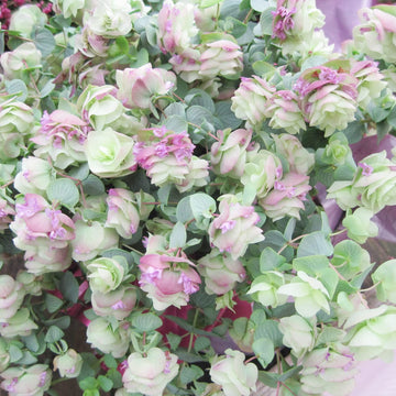 Oregano Seeds – Ornamental