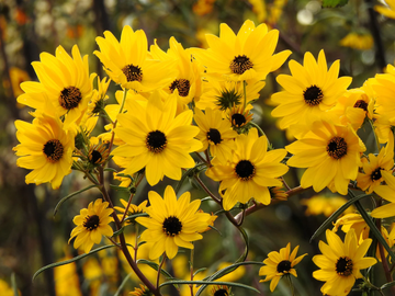 Swamp Sunflower Seeds – Hardy Perennial