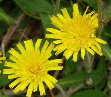 Hawkweed  Seeds – Mouse-Ear Hawkweed