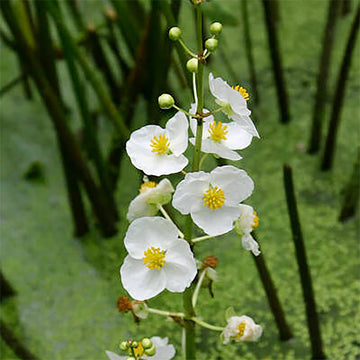 Broadleaf Arrowhead Seeds –  Aquatic