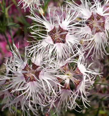 Dianthus Seeds - Rainbow Loveliness