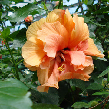 Hibiscus Seeds - Double Orange Yellow