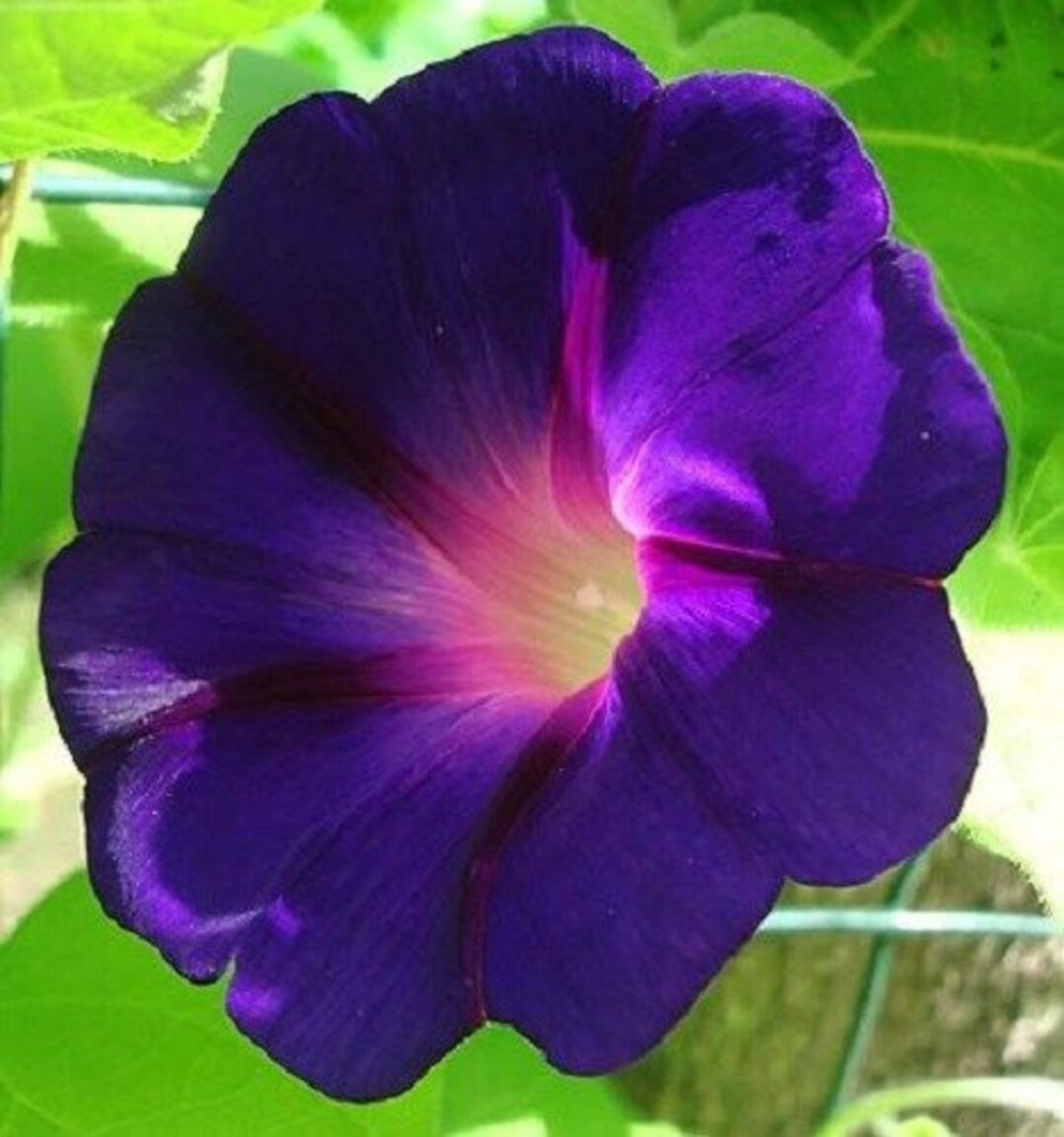 Morning Glory Seeds – Star of Yelta