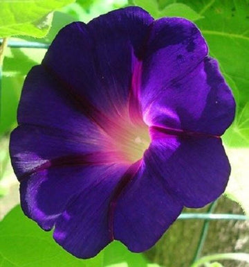 Morning Glory Seeds – Star of Yelta