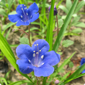 California Bluebell  Seeds - Heirloom, Hardy
