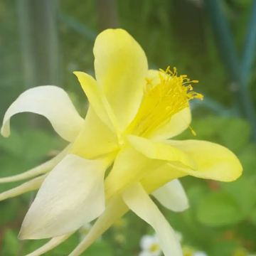 Aquilegia Seeds – Bright Yellow
