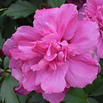 Pink Double Rose of Sharon Seeds – Hardy Shrub